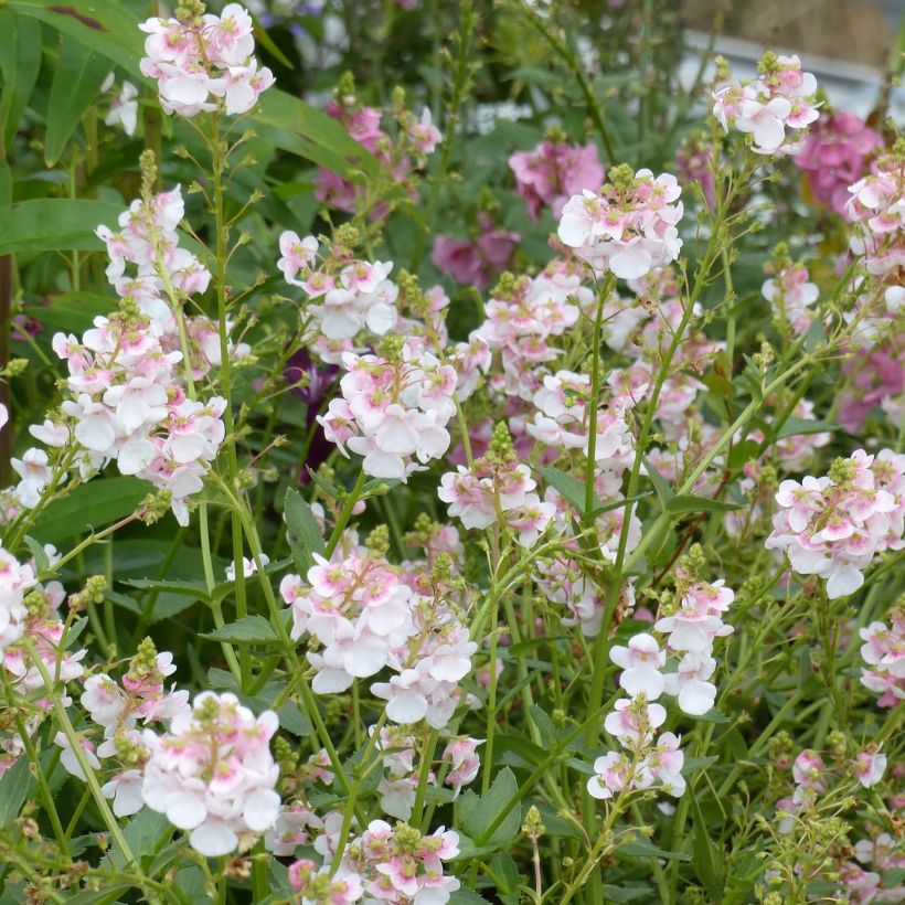 Diascia Sundascia Up Rose Pink - Diascie rose (Floraison)