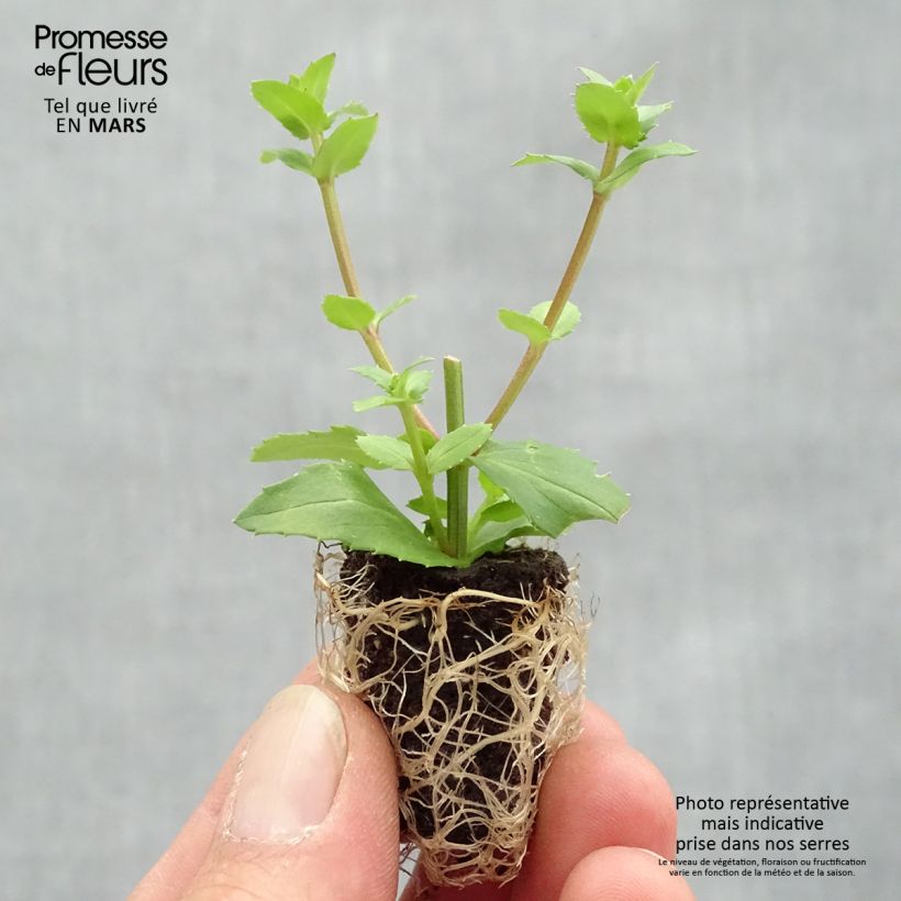Spécimen de Diascia Sundascia Up Peach - Diascie orange Mini-motte 2,5 cm tel que livré au printemps
