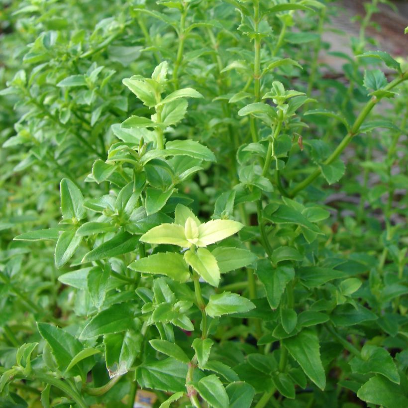 Diascia barberae Ruby Field - Diascie rose foncé (Feuillage)