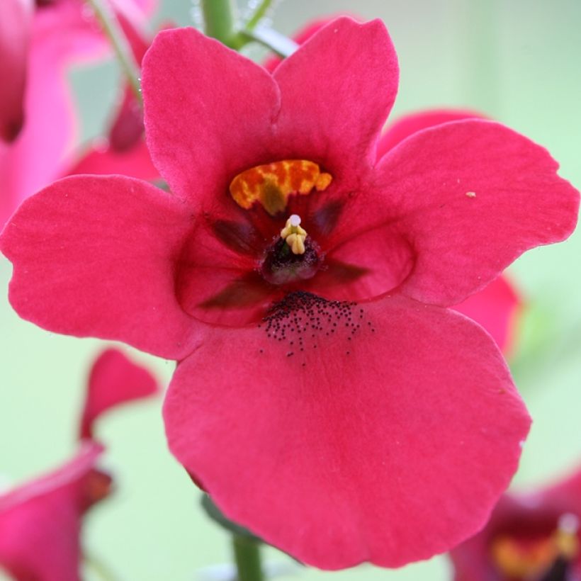 Diascia barberae Ruby Field - Diascie rose foncé (Floraison)