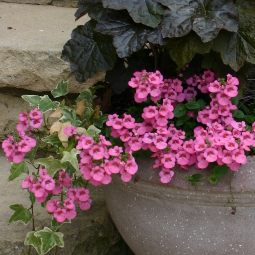 Diascia barberae Ruby Field - Diascie rose foncé (Port)