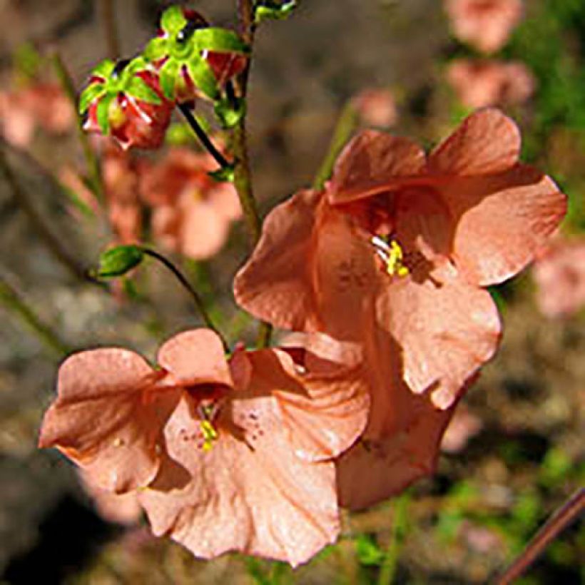 Diascia barberae Blackthorn Apricot (Floraison)