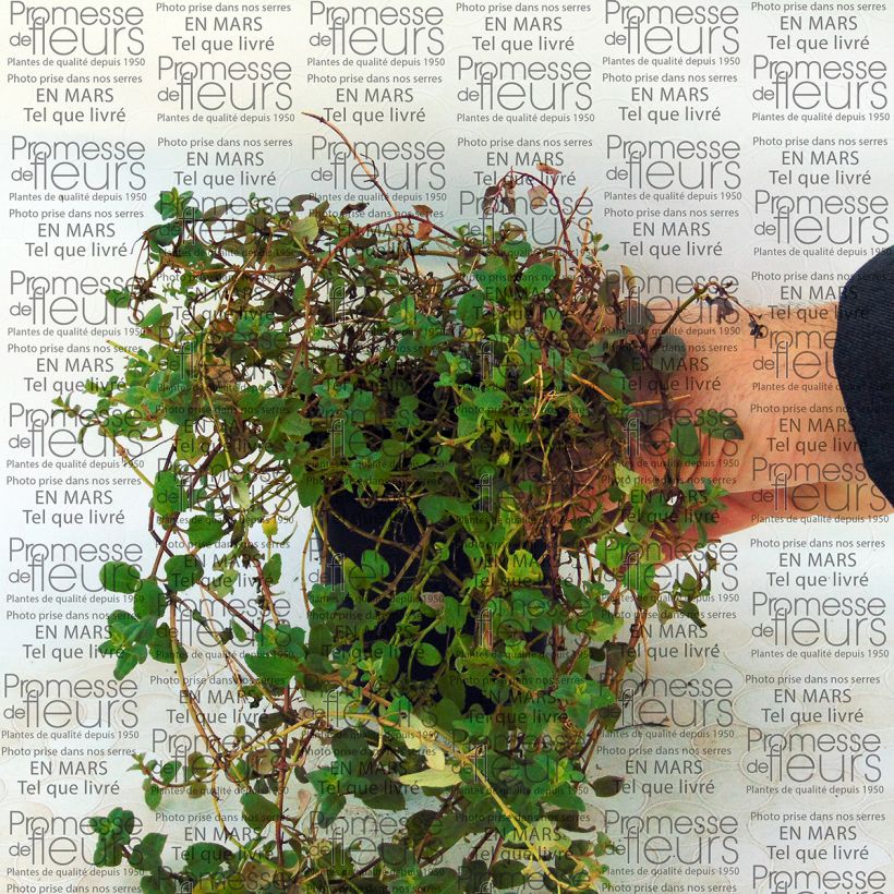 Exemple de spécimen de Diascia barberae Blackthorn Apricot Godet de 8 cm tel que livré