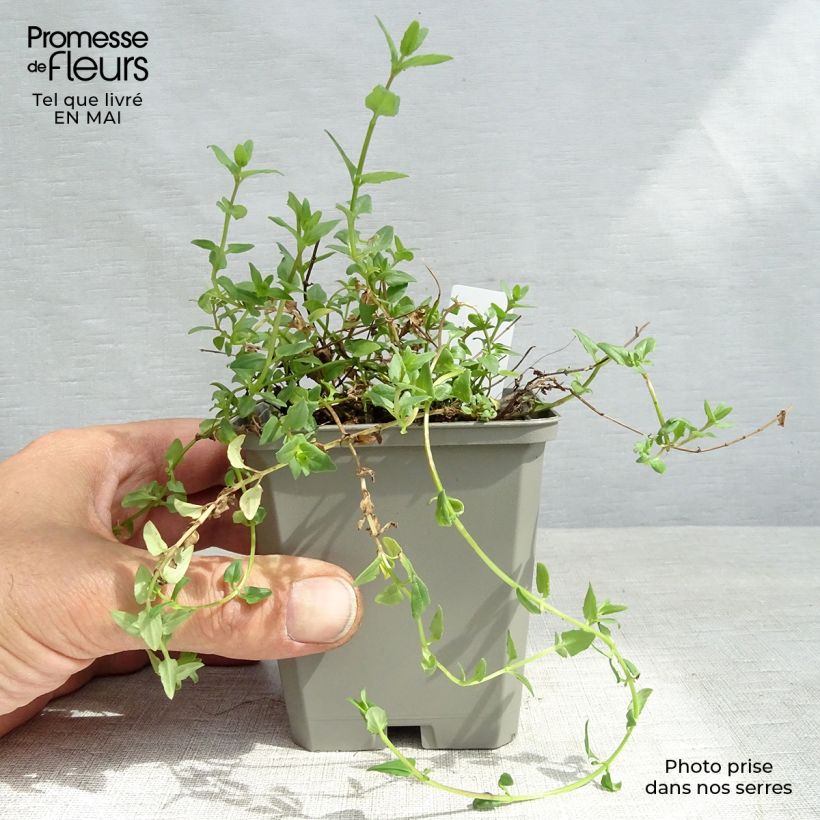Spécimen de Diascia barberae Ruby Field - Diascie rose foncé Godet de 9cm tel que livré au printemps