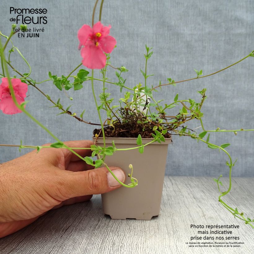 Spécimen de Diascia barberae Ruby Field - Diascie rose foncé Godet de 8/9 cm tel que livré en été