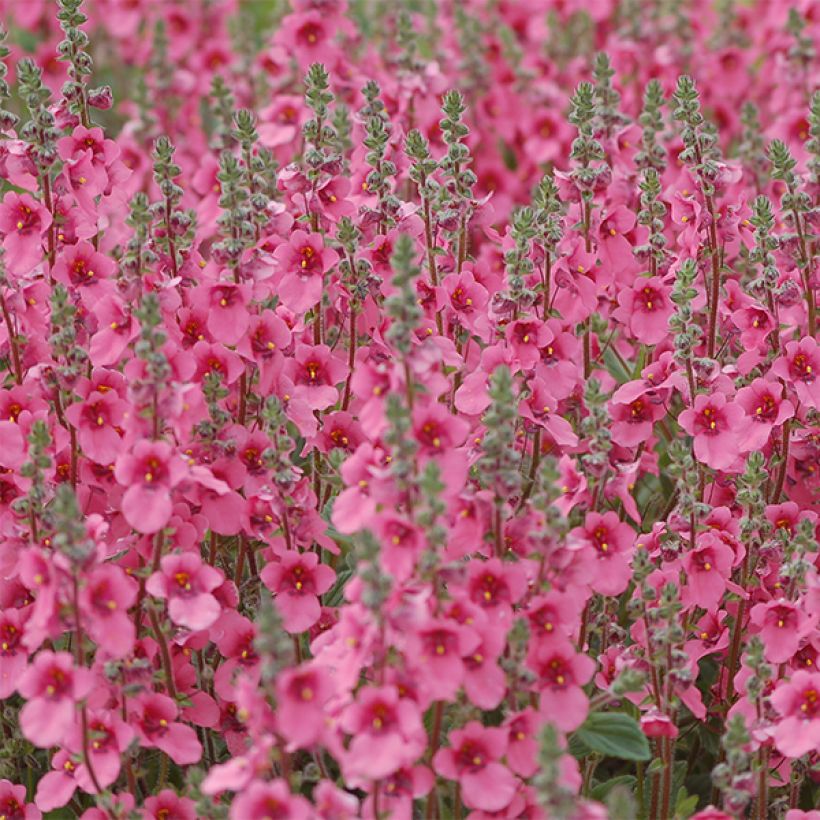 Diascia fetcaniensis - Diascie rose vif (Floraison)