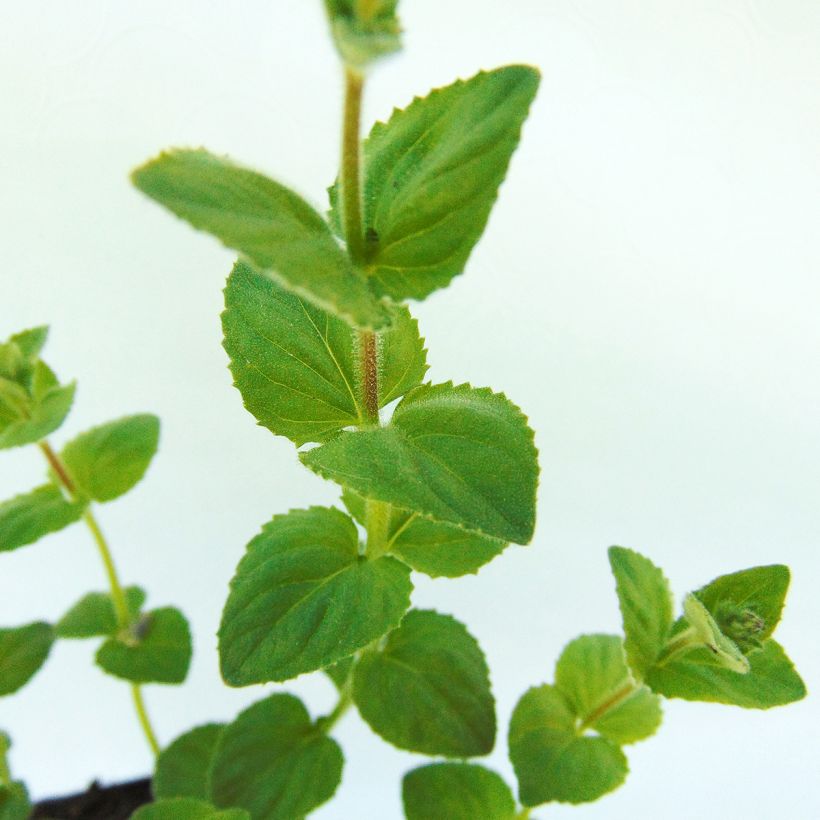 Diascia fetcaniensis - Diascie rose vif (Feuillage)