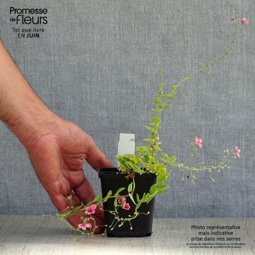 Spécimen de Diascia fetcaniensis - Diascie rose vif Godet de 8/9 cm tel que livré en été