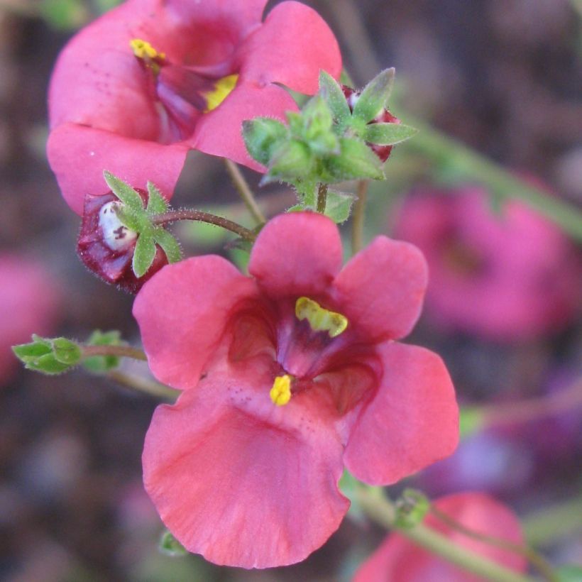 Diascia integerrima (Floraison)