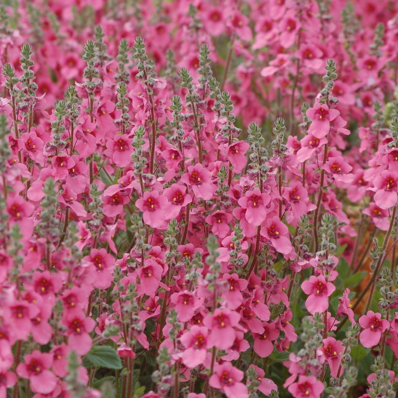 Diascia integerrima (Port)