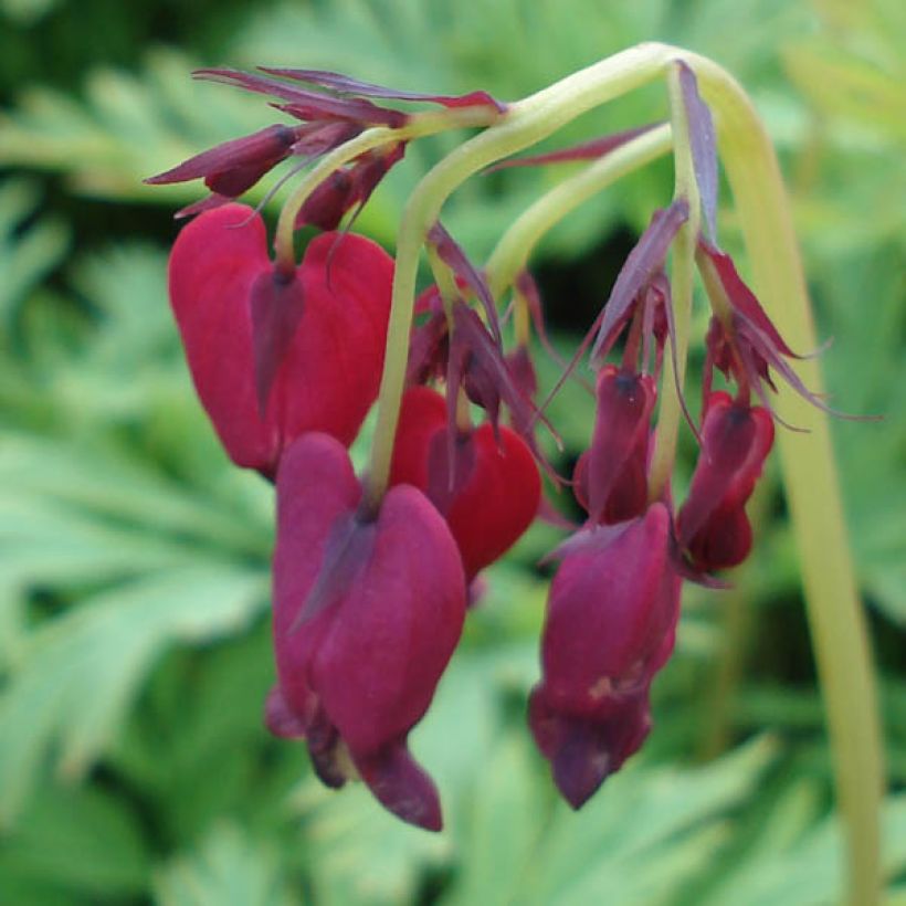 Coeur de Marie, Dicentra formosa Bacchanal (Floraison)