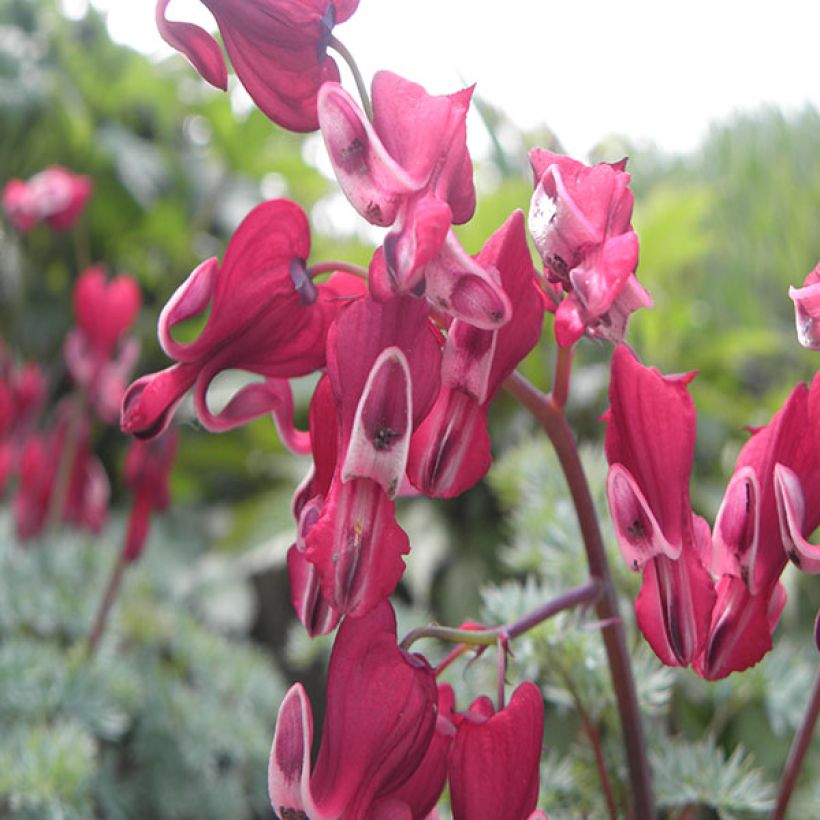 Coeur de Marie rouge - Dicentra Burning Hearts® (Floraison)