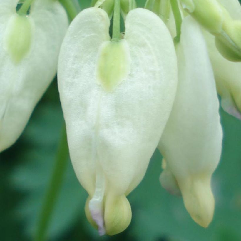 Coeur de Marie - Dicentra formosa Aurora (Floraison)