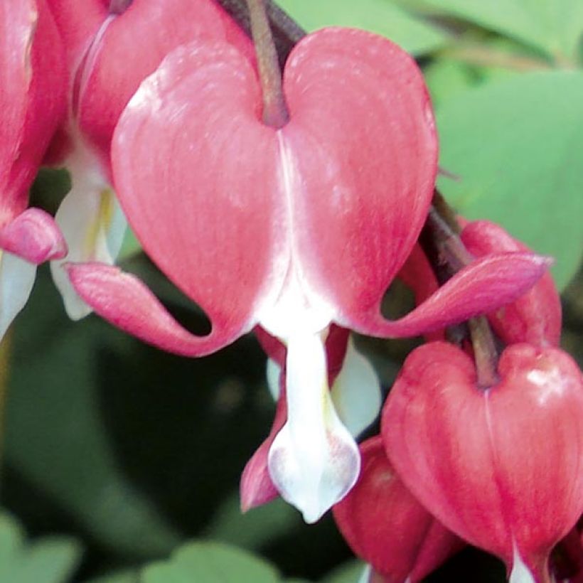 Coeur de Marie Rouge - Dicentra spectabilis Valentine (Floraison)