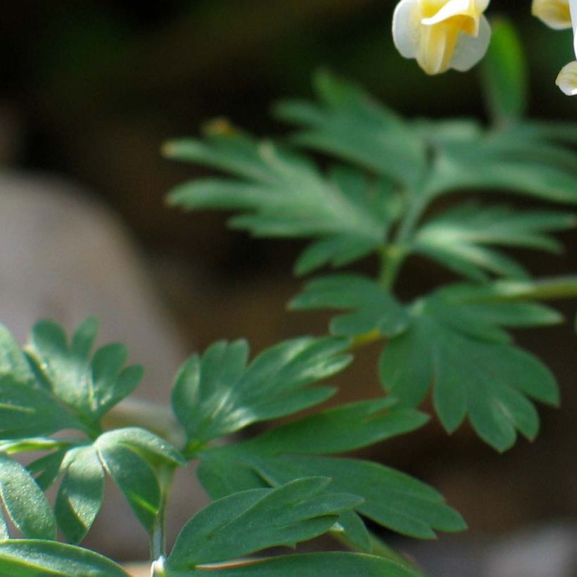 Dicentra cucullaria - dicentre à capuchon  (Feuillage)