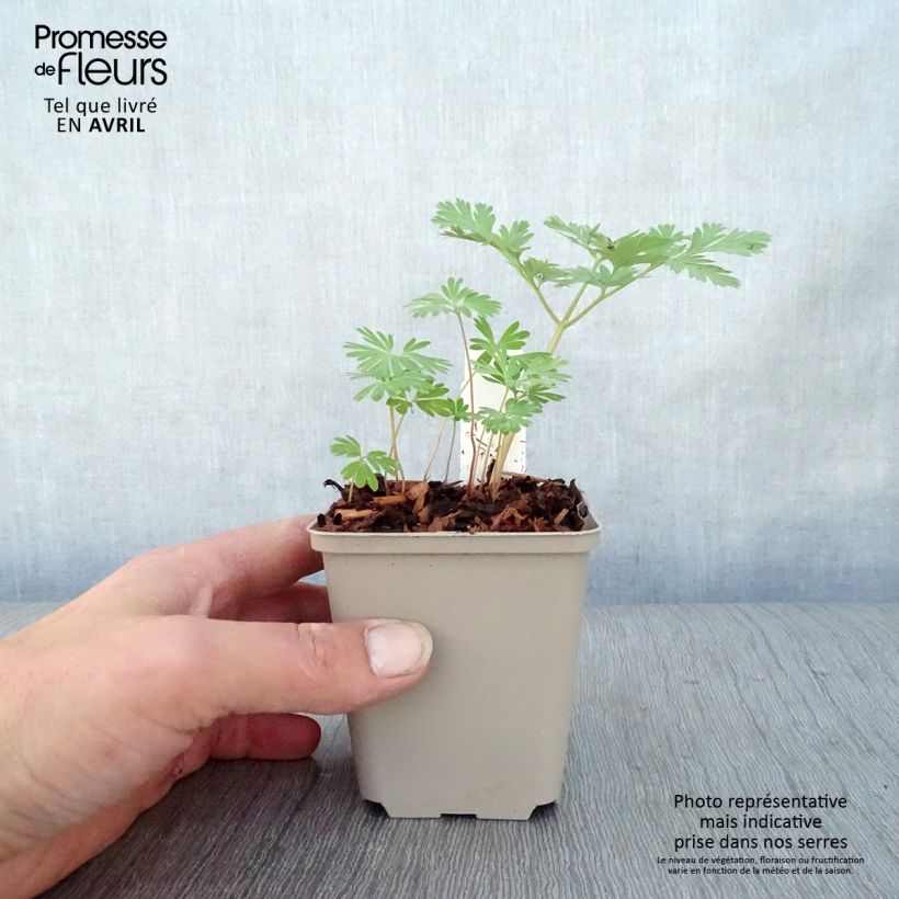 Spécimen de Dicentra cucullaria - dicentre à capuchon  Godet de 8/9 cm tel que livré au printemps