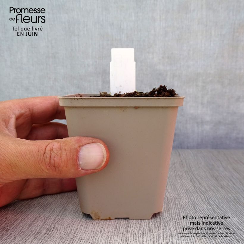 Spécimen de Dicentra cucullaria - dicentre à capuchon  Godet de 8/9 cm tel que livré en été