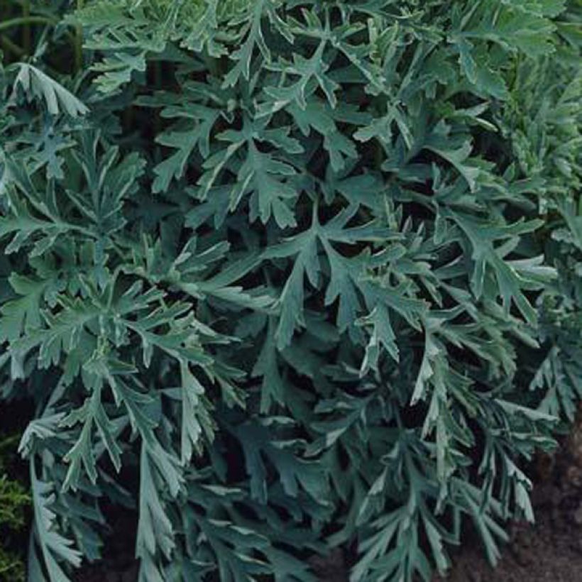 Coeur de Marie - Dicentra formosa Aurora (Feuillage)