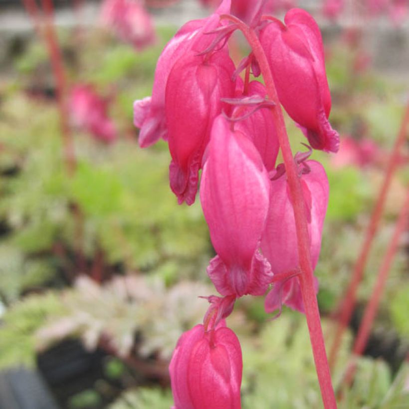 Coeur de Marie - Dicentra formosa Luxuriant (Floraison)