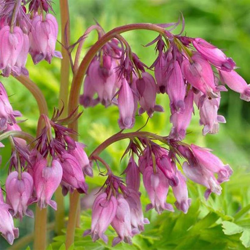 Coeur de Marie - Dicentra formosa Spring Gold (Floraison)