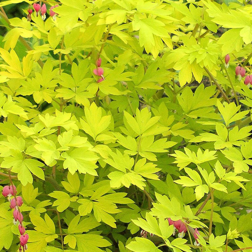 Coeur de Marie doré - Dicentra spectabilis Goldheart® (Feuillage)