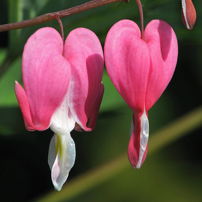 Coeur de Marie doré - Dicentra spectabilis Goldheart® (Floraison)