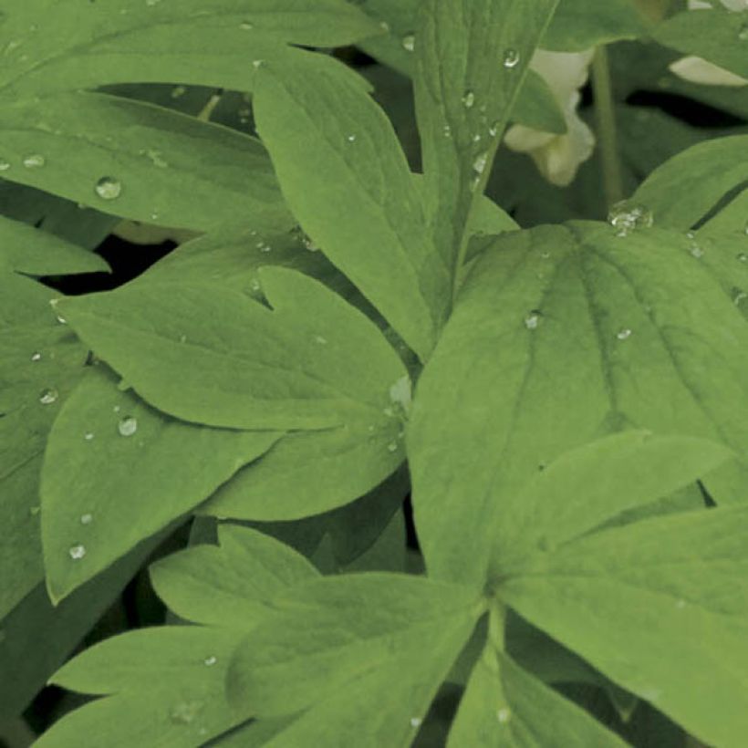 Coeur de Marie Blanc - Dicentra spectabilis Alba (Feuillage)