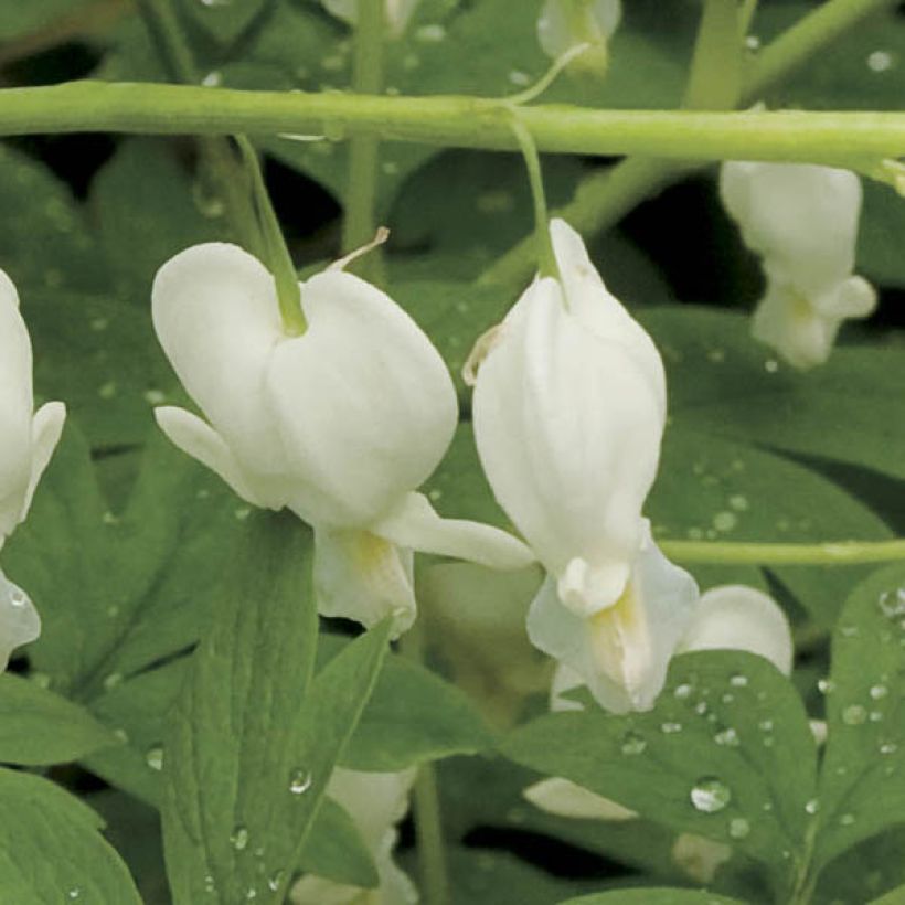 Coeur de Marie Blanc - Dicentra spectabilis Alba (Floraison)