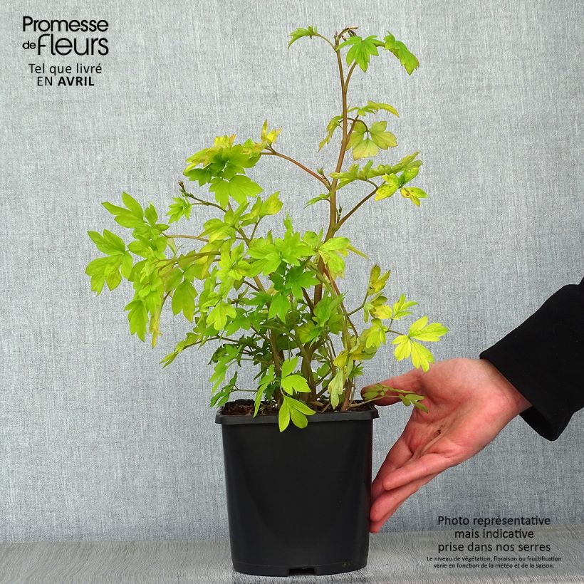 Spécimen de Coeur de Marie - Dicentra spectabilis Yellow Leaf - pot de 3L/4L tel que livré au printemps