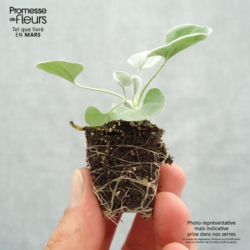 Spécimen de Dichondra Silver Falls   Mini-motte 4 cm tel que livré au printemps