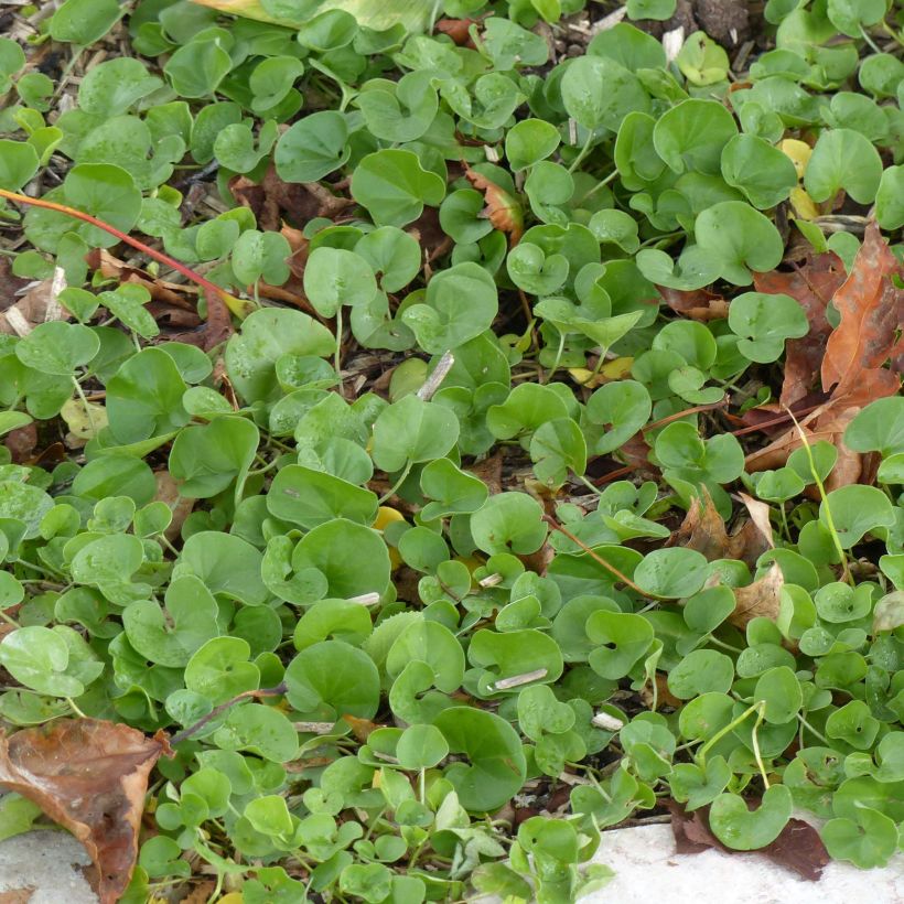 Dichondra repens - Dichondra rampant (Feuillage)