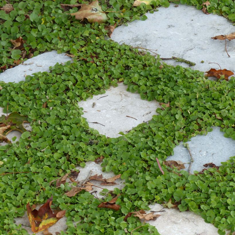 Dichondra repens - Dichondra rampant (Port)