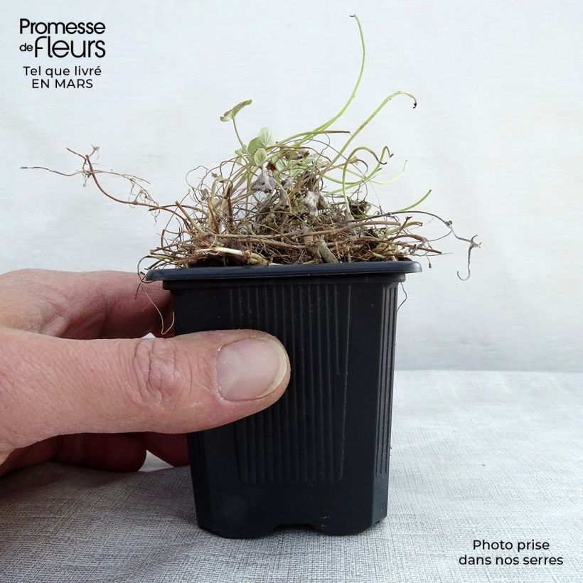 Spécimen de Dichondra repens - Dichondra rampant Godet de 8 cm tel que livré au printemps