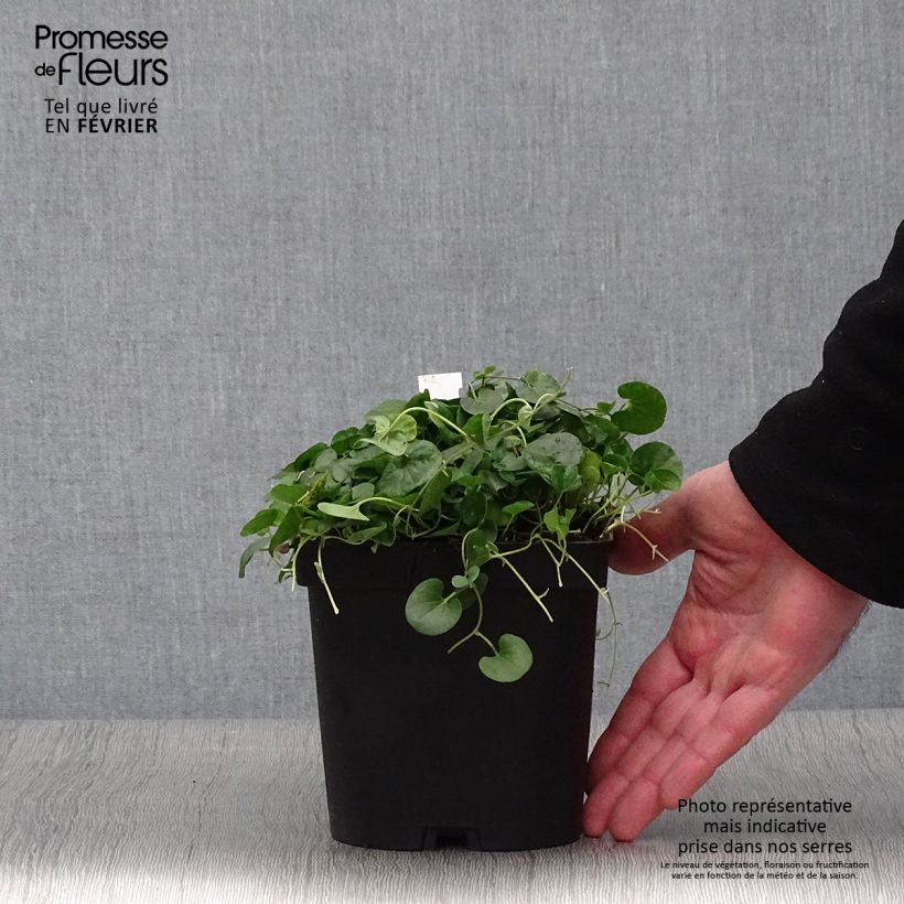 Spécimen de Dichondra repens - Dichondra rampant Pot de 2L/3L tel que livré en hiver