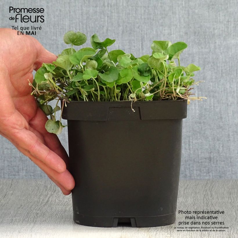 Spécimen de Dichondra repens - Dichondra rampant Pot de 2/3 L tel que livré au printemps