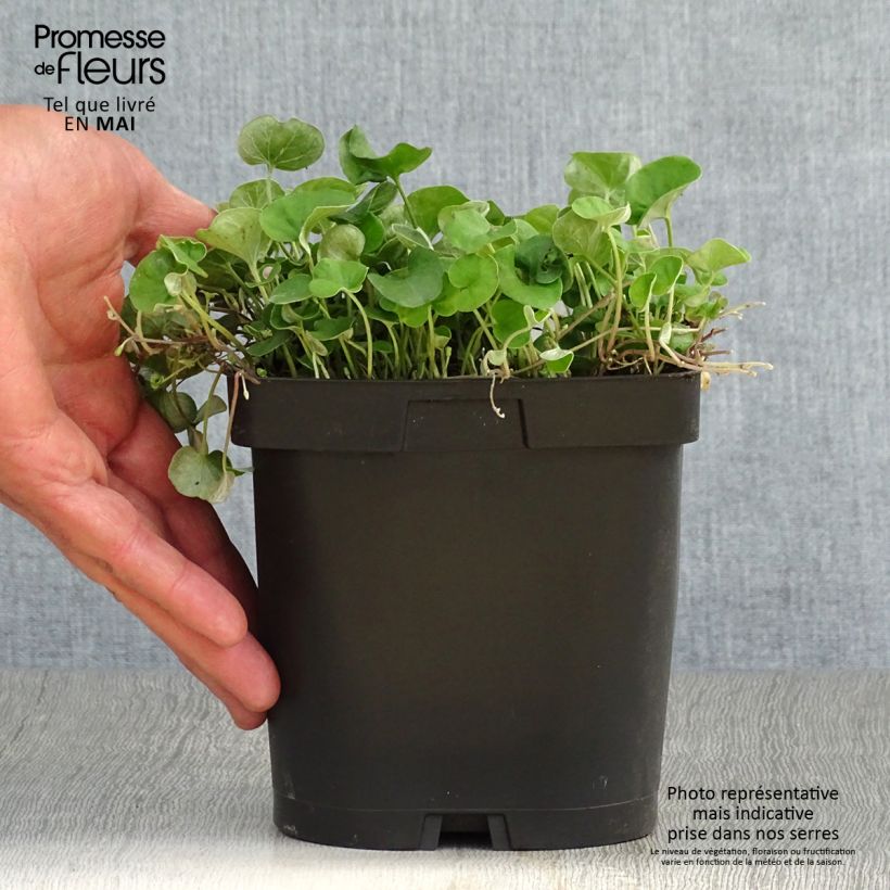 Spécimen de Dichondra repens - Dichondra rampant tel que livré au printemps