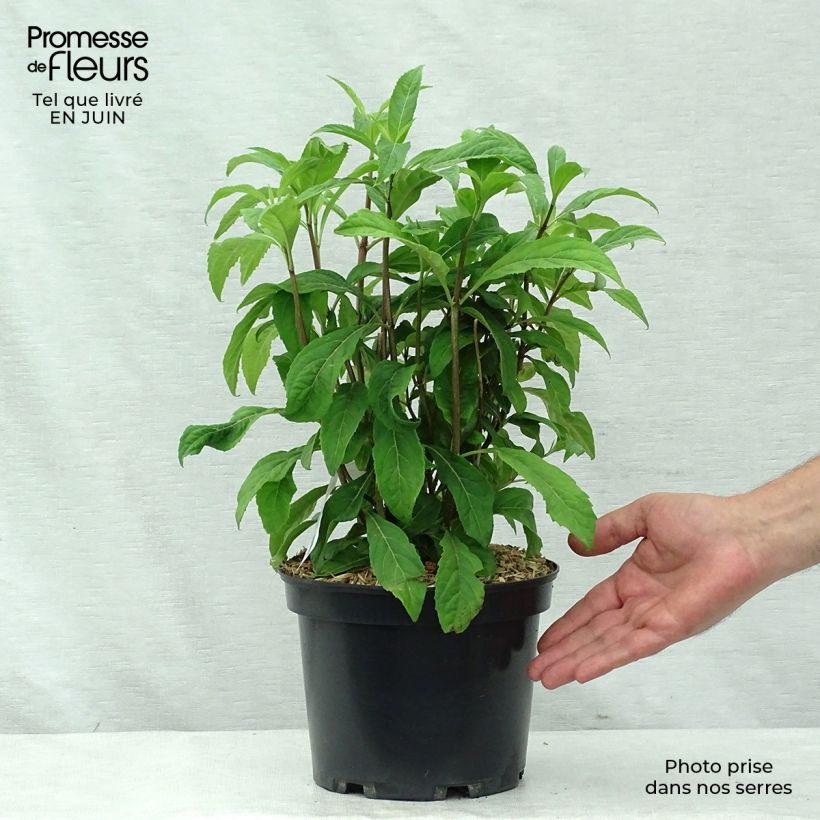 Spécimen de Dichroa Marie  Pot de 4L/5L tel que livré en été