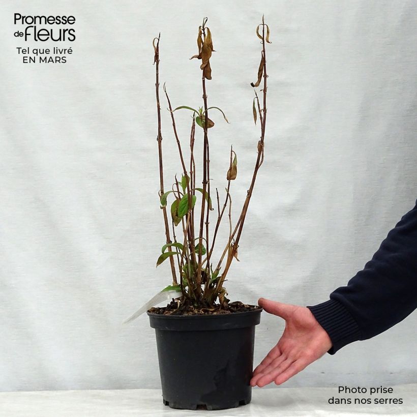 Spécimen de Dichroa Marie  Pot de 4L/5L tel que livré au printemps