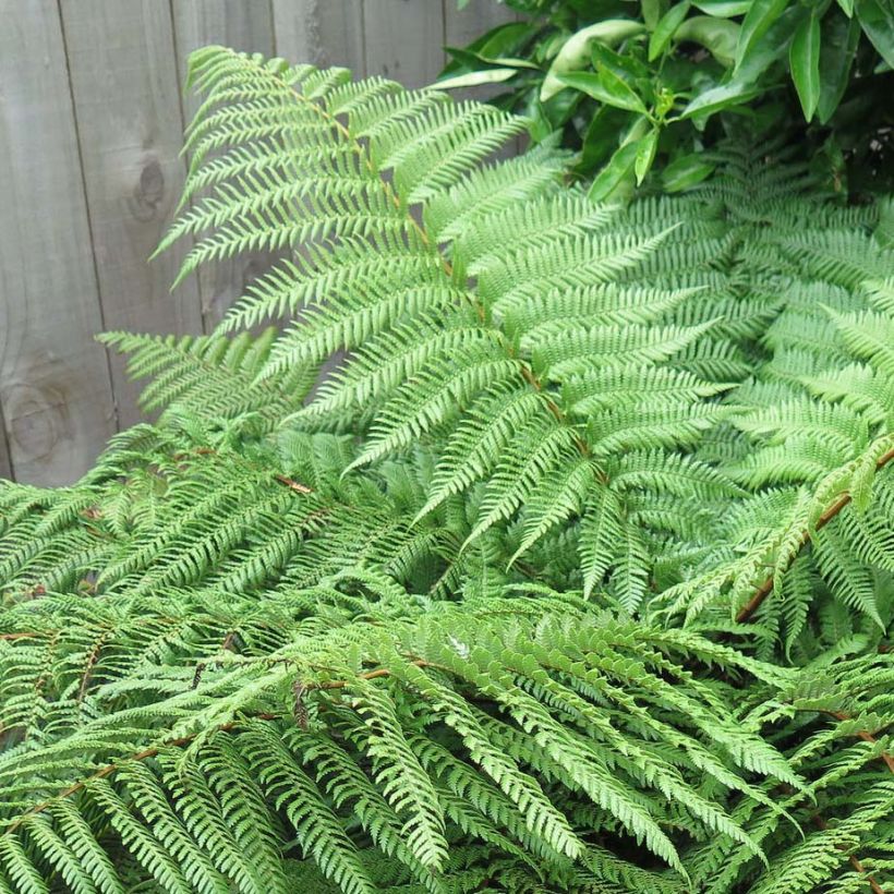 Dicksonia squarrosa - Fougère arborescente  (Feuillage)