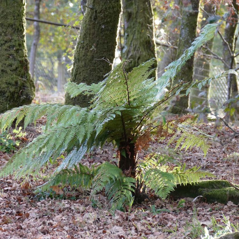 Dicksonia squarrosa - Fougère arborescente  (Port)