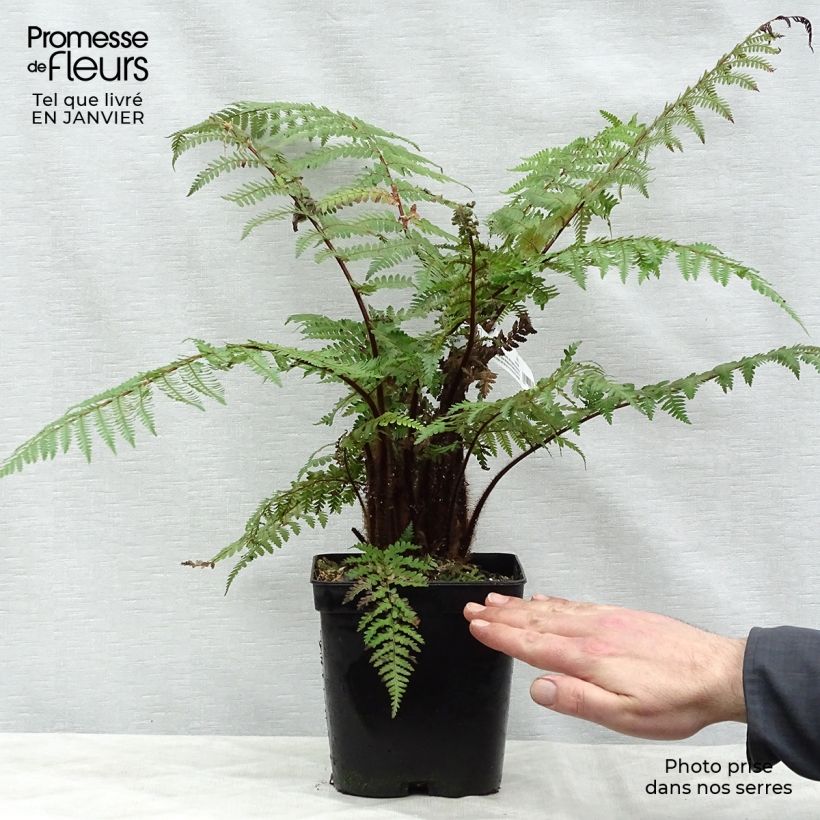Spécimen de Dicksonia squarrosa - Fougère arborescente  Pot de 3L/4L tel que livré en hiver