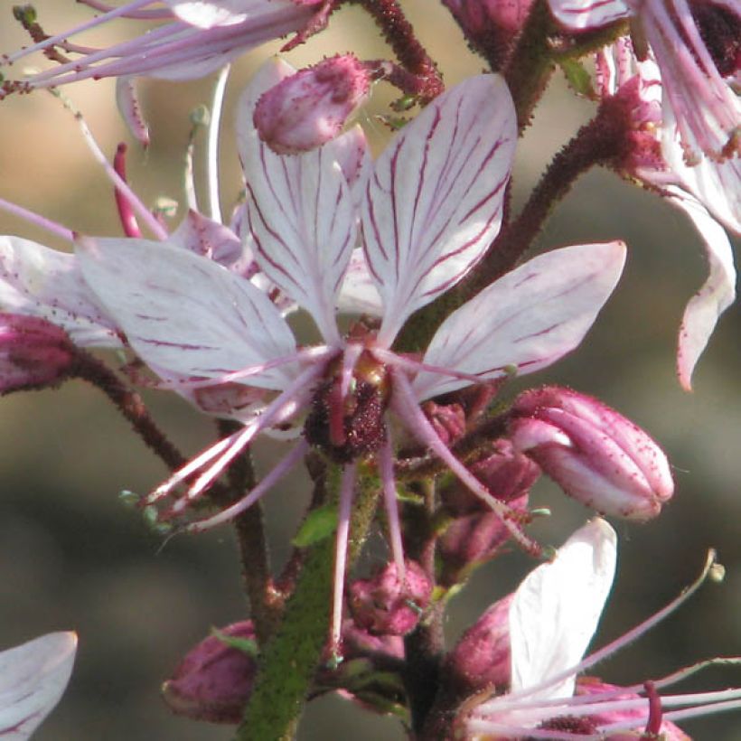 Dictamnus albus - Fraxinelle (Floraison)