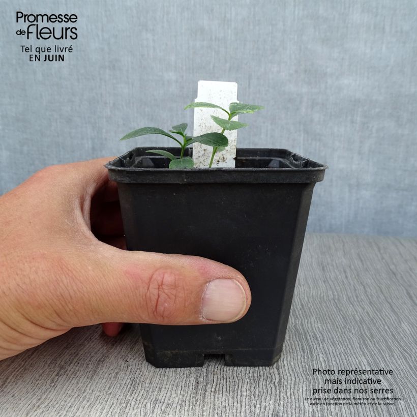 Spécimen de Dictamnus albus - Fraxinelle Godet de 8/9 cm tel que livré en été
