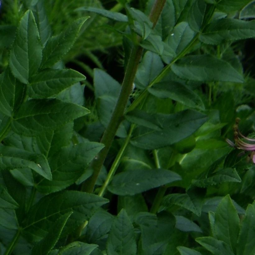 Dictamnus albus var. purpureus - Fraxinelle (Feuillage)