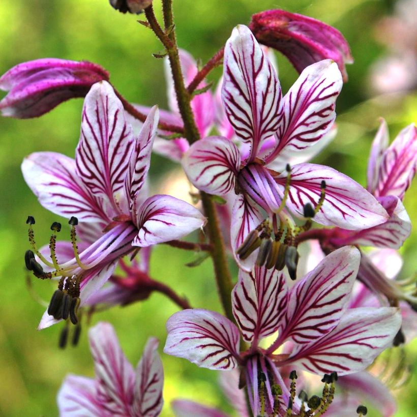 Dictamnus albus var. purpureus - Fraxinelle (Floraison)