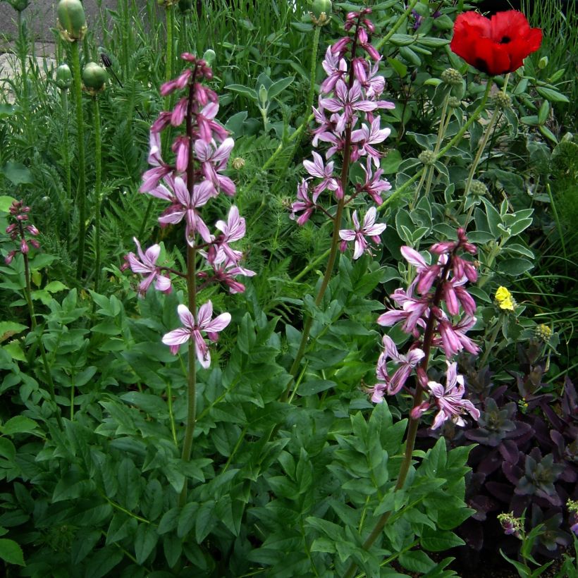 Dictamnus albus var. purpureus - Fraxinelle (Port)