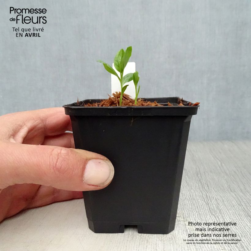 Spécimen de Dictamnus albus var. purpureus - Fraxinelle Godet de 9cm tel que livré au printemps