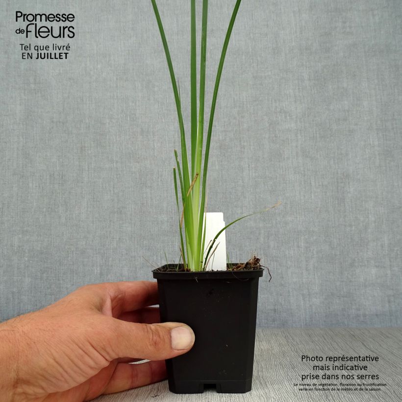 Spécimen de Dierama Alba - Canne à pêche des anges Godet de 8/9 cm tel que livré en été