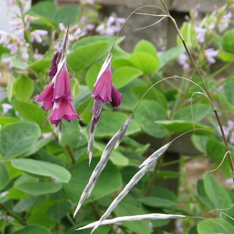 Canne à pêche des anges - Dierama Blackbird (Floraison)