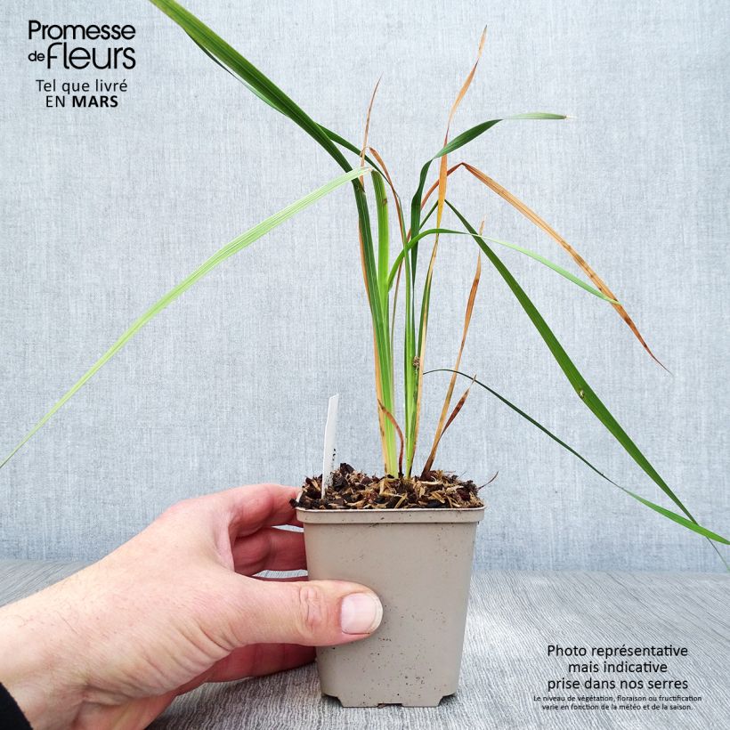 Spécimen de Dierama Dark Cerise - Canne à pêche des anges Godet de 8/9 cm tel que livré au printemps